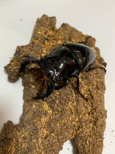 タランドゥスオオツヤクワガタ ♂81mm  ♀51mm