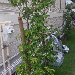 庭木 新築用 4本 今週末切り倒し処分予定