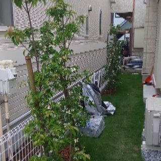 庭木 新築用 4本 今週末切り倒し処分予定の画像