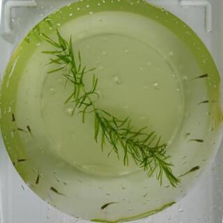 クロメダカ 10匹