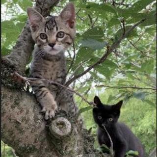 里親さん募集🐱４月生まれの兄弟子猫　キジトラと黒