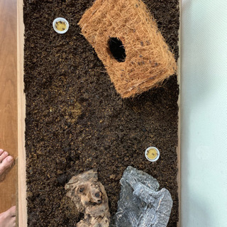 すず虫（鈴虫）の画像