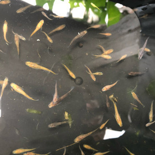 メダカ オレンジ斑、茶色斑、楊貴妃、幹之など