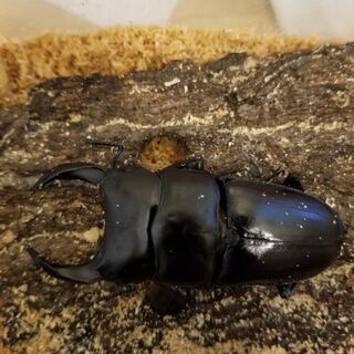 能勢YG血統　オオクワガタ　大型ペア　最終値下げの画像
