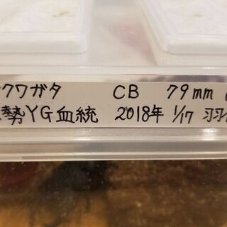 能勢YG血統　オオクワガタ　大型ペア　最終値下げの画像