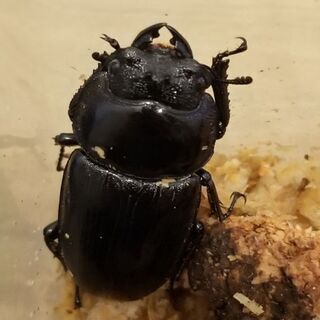 能勢YG血統　オオクワガタ　大型ペア　最終値下げの画像