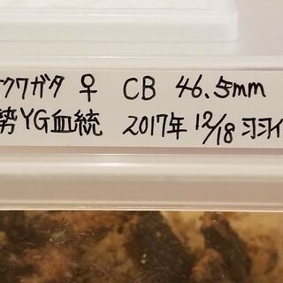 能勢YG血統　オオクワガタ　大型ペア　最終値下げの画像