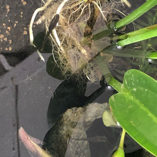 メダカの赤ちゃんあげますの画像