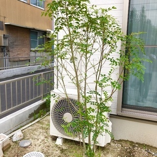 シマネトリコ 175cm