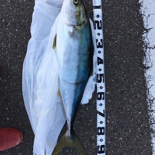 新潟で釣り仲間募集中