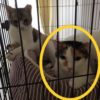 猫を探してます！