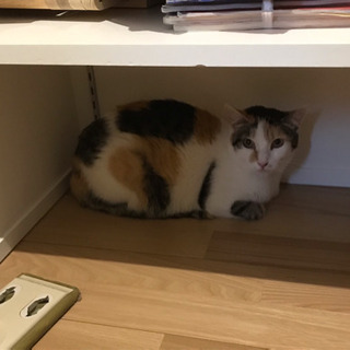 猫を探してます！ − 東京都