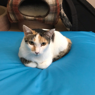 猫を探してます！ - 国立市