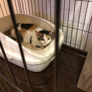猫を探してます！ - 助け合い