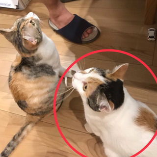 猫を探してます！ - 手伝って/助けて