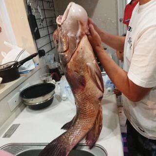 素潜り・魚突き 突行 - 広島市
