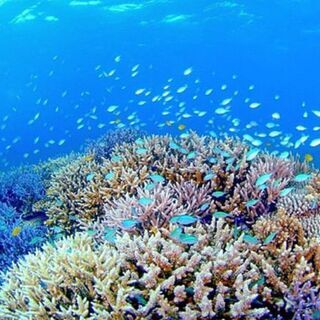 ☆地域交流〈石垣島の旅〉8/31～皆でLet's  Go＼(^_...