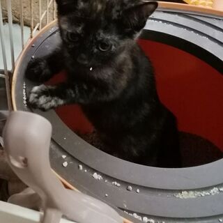 賢い！？さび猫ちゃん♀