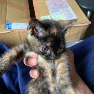 生後1ヶ月くらいの子猫の飼い主募集です。