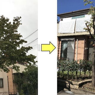 庭木１本から気軽に頼める植木師　お庭の剪定、伐採、草刈り、草むしり、解決　※見積もり無料!!　※身分証＆電話認証済み - 剪定/造園