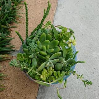 もりもり 多肉植物 カット苗