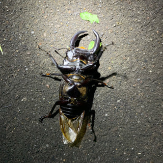 クワガタ採集 − 北海道