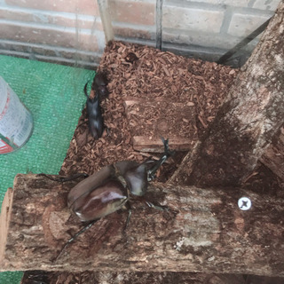 クワガタとカブトムシ なんでも4匹！