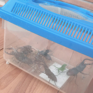 クワガタとカブトムシ なんでも4匹！の画像