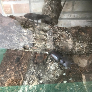 クワガタとカブトムシ なんでも4匹！の画像