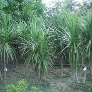 南国植物  多肉植物 ドラセナニオイシュロラン