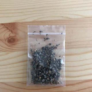 南国植物  多肉植物 ドラセナニオイシュロランの画像