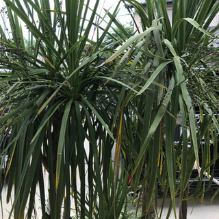 南国植物  多肉植物 ドラセナニオイシュロランの画像