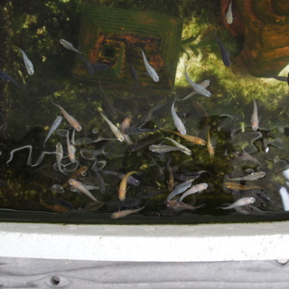 メダカの稚魚譲りますの画像