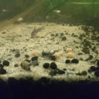 (残り8匹位です)青コリ稚魚 3匹