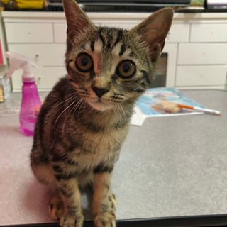 アメリカンショートヘアー似の女の子です。