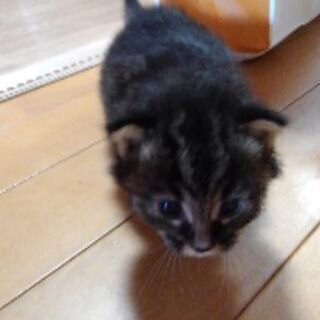 捨て猫を拾いました、里親さんを探しています。