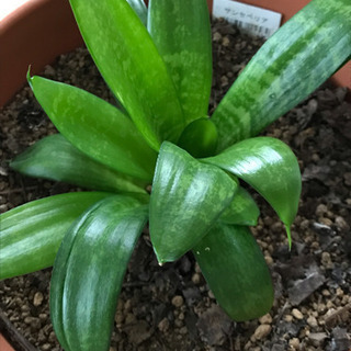 多肉植物  観葉植物  サンセベリア 抜き苗