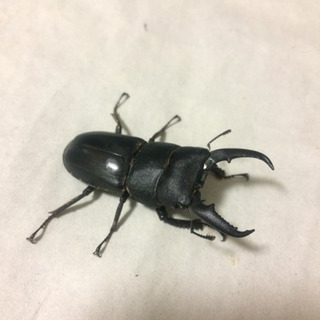 本土ヒラタのメス探しています！