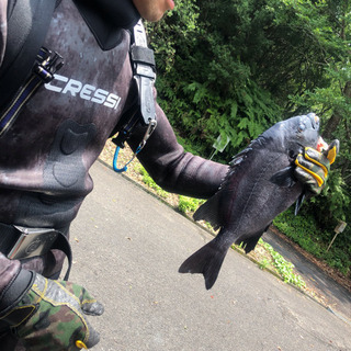 スピアフィッシング  魚突き
