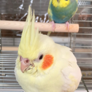 オカメインコ迷子