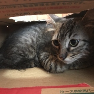 4ヶ月齢、ミドルヘアーの仔猫ちゃんです。