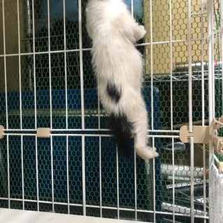 5月生まれ。飼い主がいません。