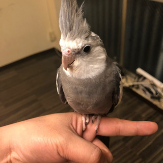 【博多】オカメインコの里親募集します。「カラー:ホワイトフェイス」 - その他