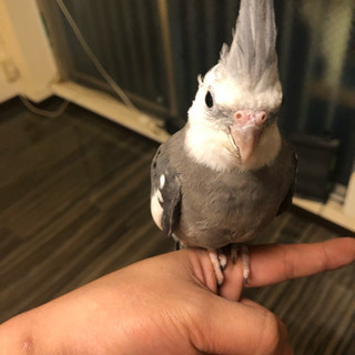 【博多】オカメインコの里親募集します。「カラー:ホワイトフェイス」