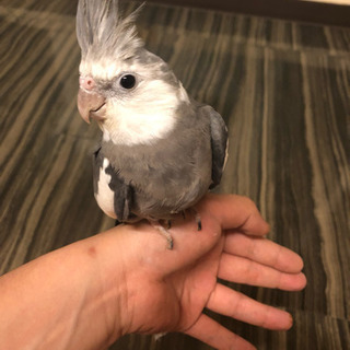 【博多】オカメインコの里親募集します。「カラー:ホワイトフェイス」 - 里親募集
