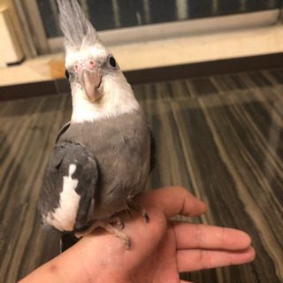 【博多】オカメインコの里親募集します。「カラー:ホワイトフェイス」 − 福岡県
