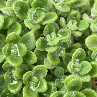 多肉植物  ハーブ  アロマティカス 