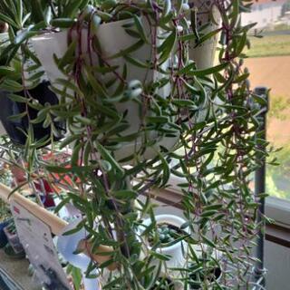 多肉植物の抜き苗、カット苗
