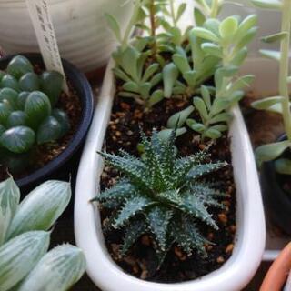 多肉植物の抜き苗、カット苗の画像