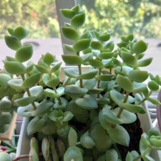 多肉植物の抜き苗、カット苗の画像